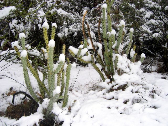 March Snowfall: March 11-12, 2006