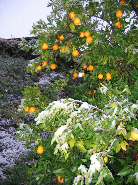 Hemet Snowfall: November 21, 2004