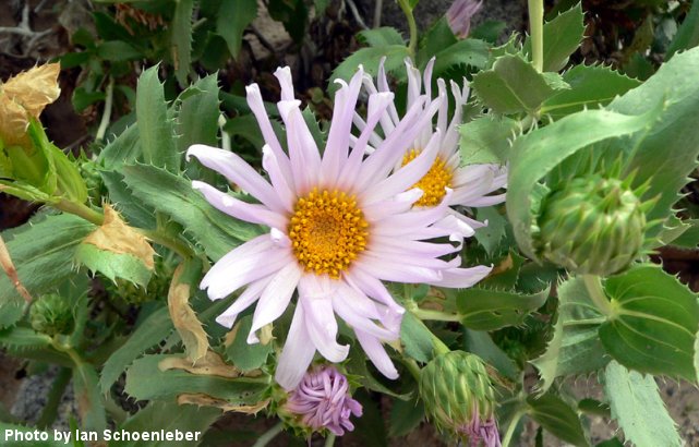 Desert Wildflowers: March, 2005