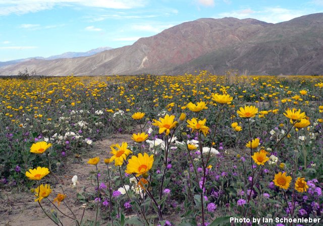 Desert Wildflowers: March, 2005