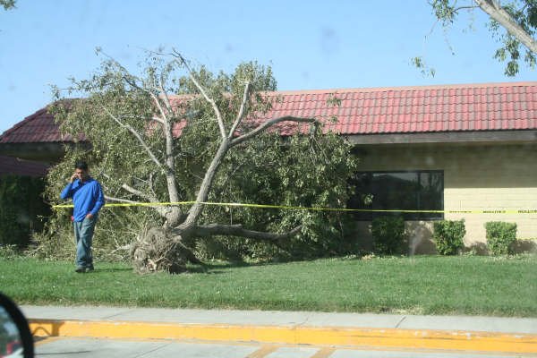 Damage From Santa Ana Winds: October 22, 2007