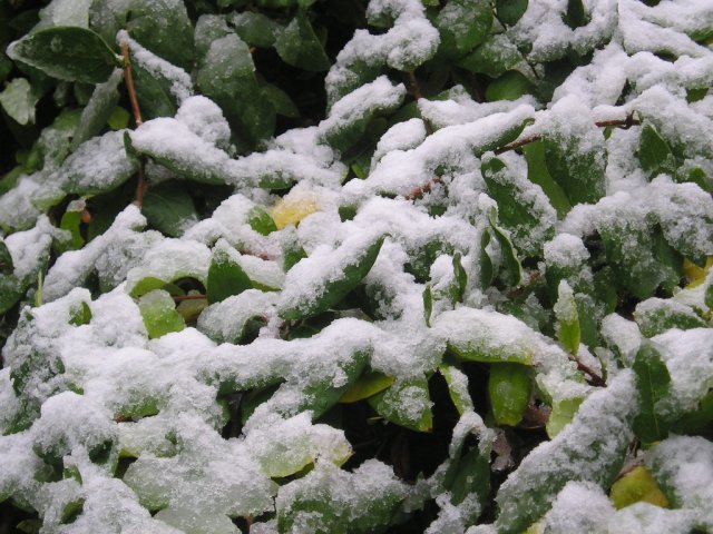 Temecula Valley Snowfall: November 21, 2004