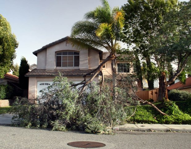 Damage From Santa Ana Winds: October 22, 2007