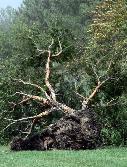 Damage From Santa Ana Winds: October 22, 2007