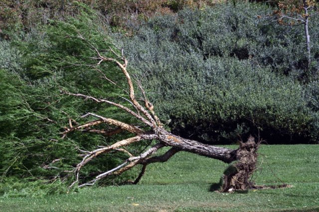 Damage From Santa Ana Winds: October 22, 2007