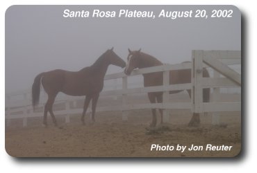 Horses in the Fog