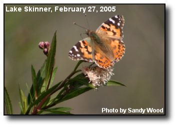 Painted Lady