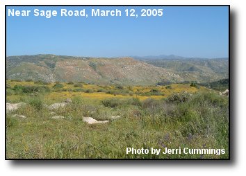 Sage Wildflowers