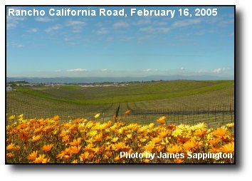 Vineyard Flowers