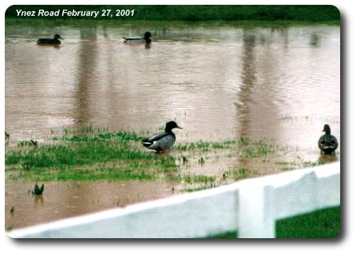 Ducks In The Rain